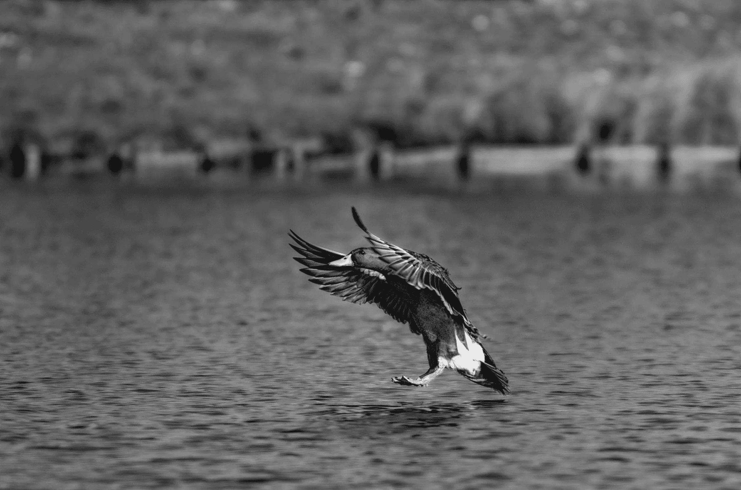 Black and white action photograph of a mallard duck landing on water with wings back and feet down, creating ripples.