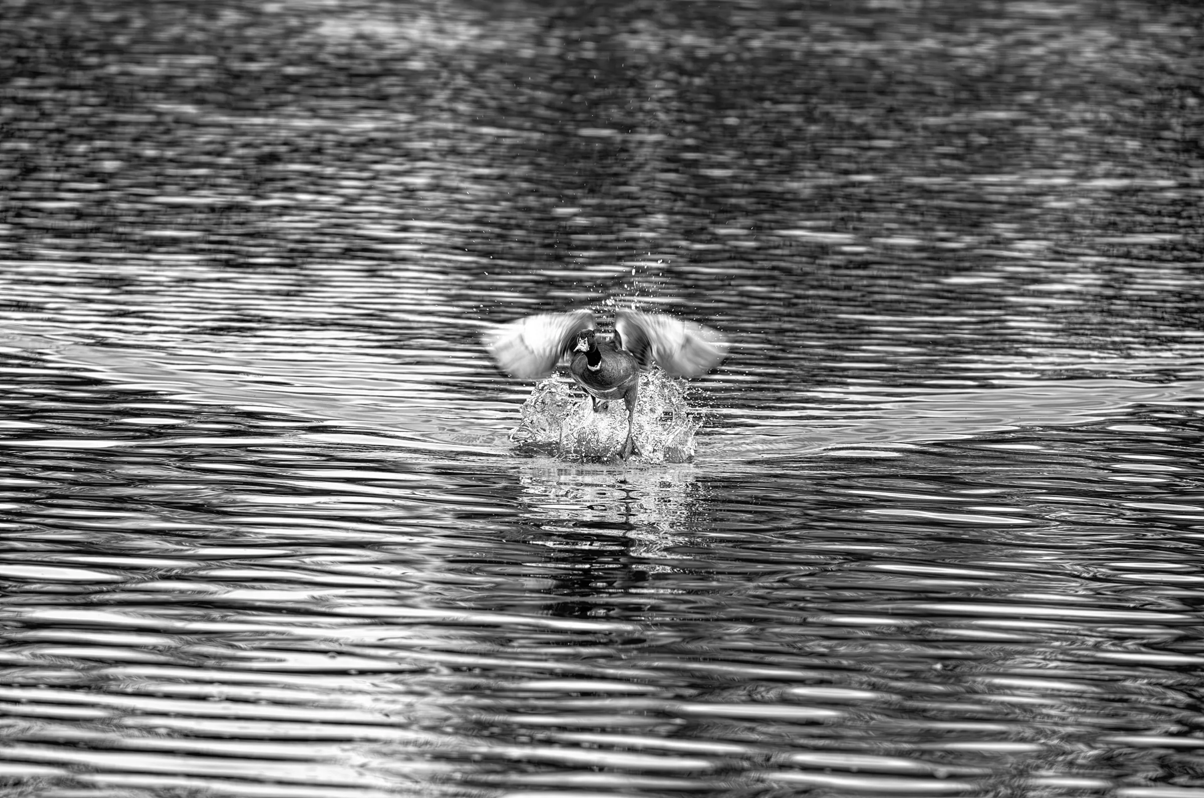 Black and white action photograph of a mallard duck facing the camera, splashing vigorously or taking off from water, wings blurred with motion.