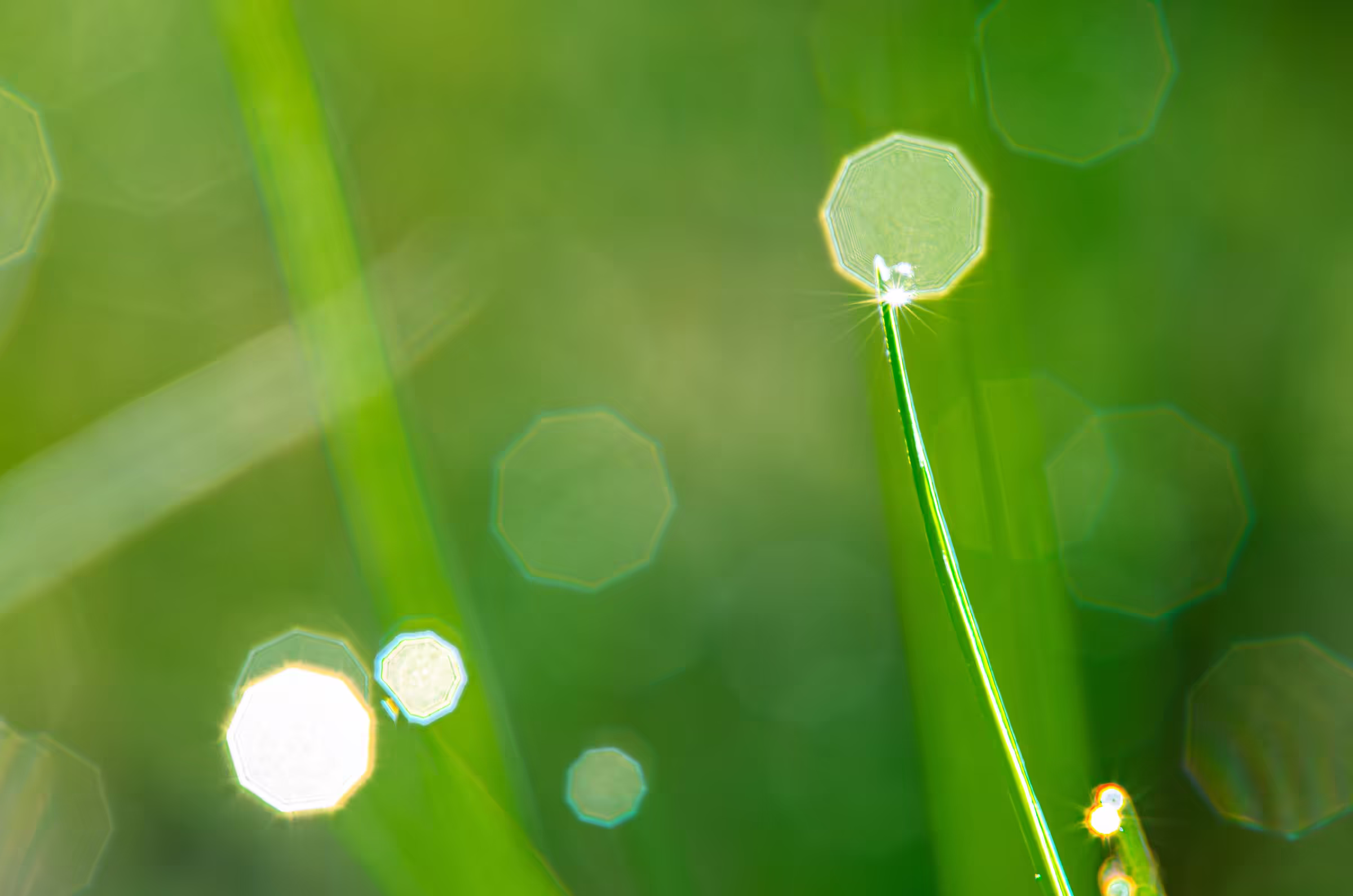 Macro photograph of morning dewdrops on blades of grass. The dewdrops, resembling tiny, clear jewels, cling to the tips and edges of the vibrant green grass blades.
