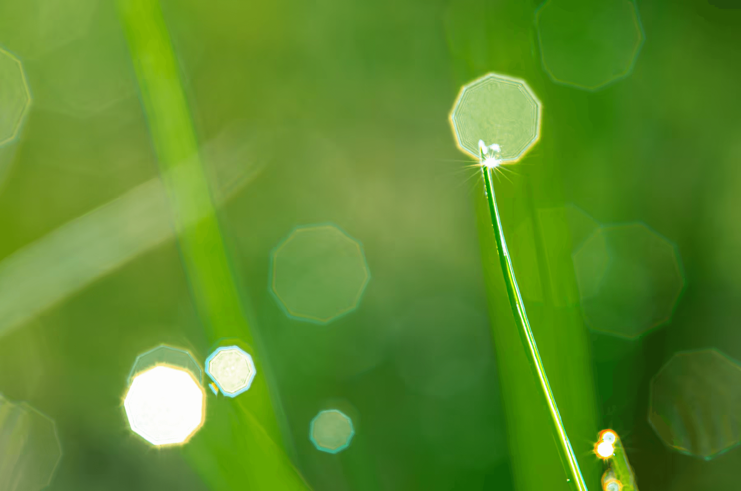Emerald Grass, Diamond Dew Macro photograph of morning dewdrops on blades of grass.