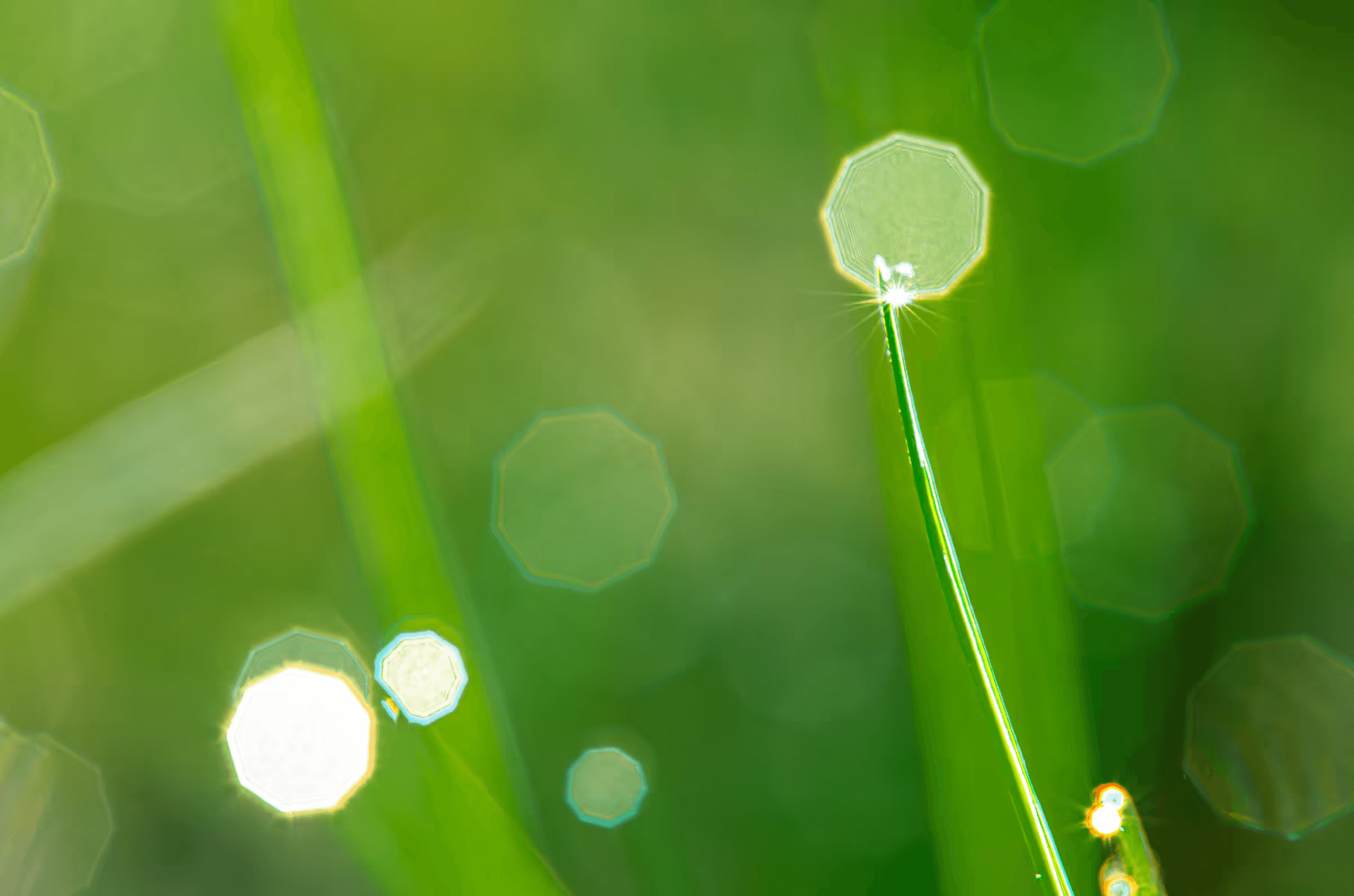 Macro photograph of morning dewdrops on blades of grass. The dewdrops, resembling tiny, clear jewels, cling to the tips and edges of the vibrant green grass blades.  Morning sunlight creates bright, sparkling highlights on the water droplets, contrasting with the soft, blurred green background. Evocative macro nature photography focusing on morning dew, water droplets, and grass blades, capturing a tranquil and serene scene.