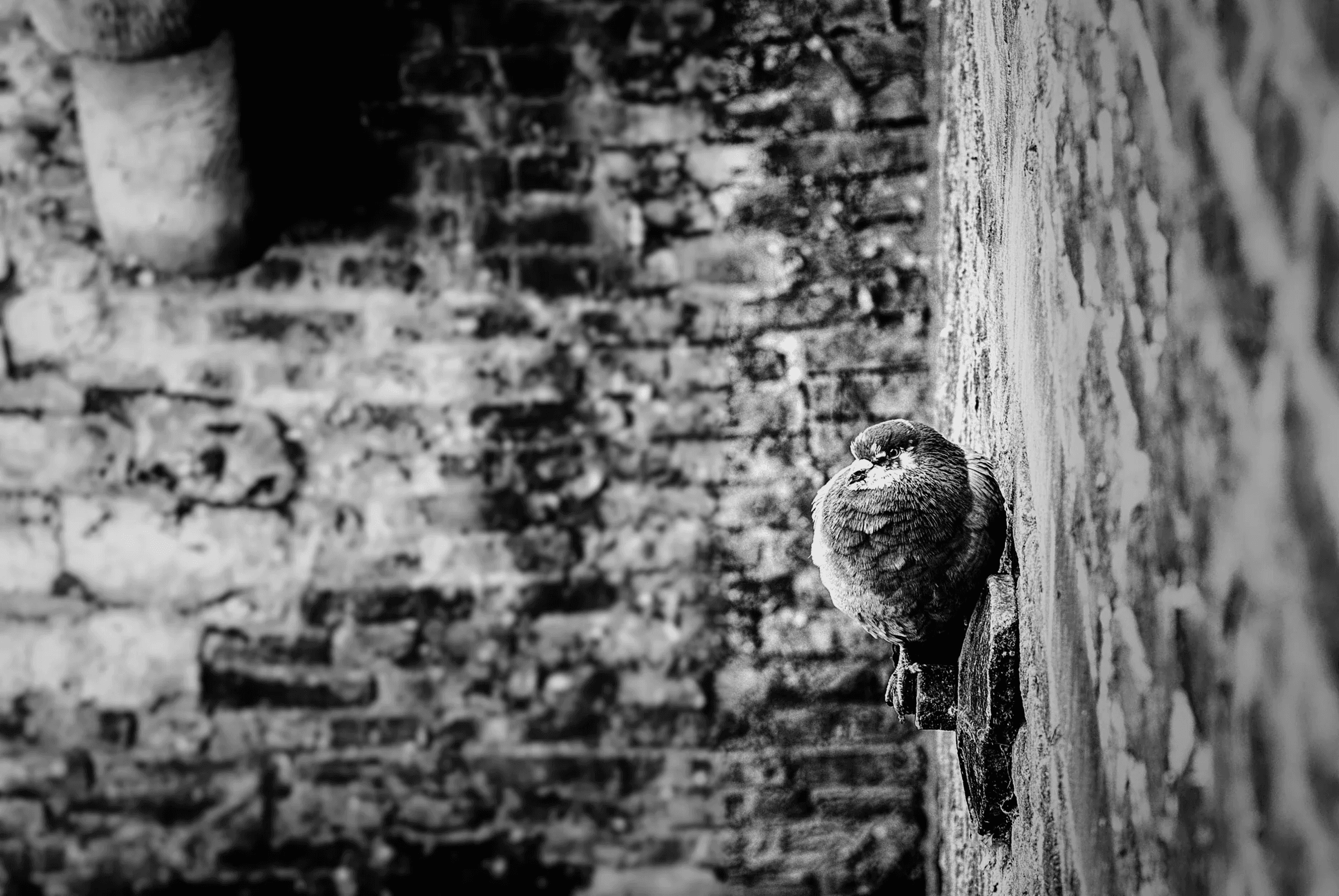 Pigeon on a Brick Ledge A pigeon perched on a ledge against a weathered brick wall.