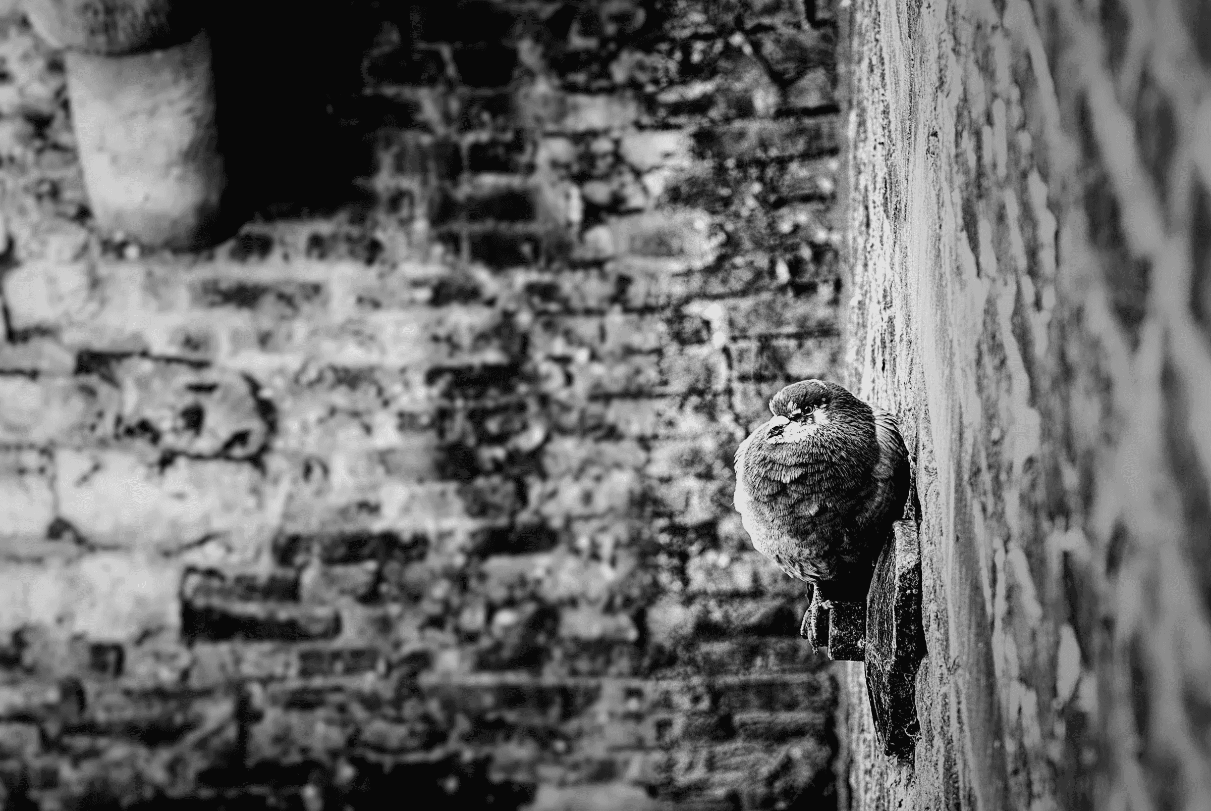 Black and white photograph of a pigeon perched on a ledge against a weathered brick wall. Photographed by Teus Renes, April 18, 2010.