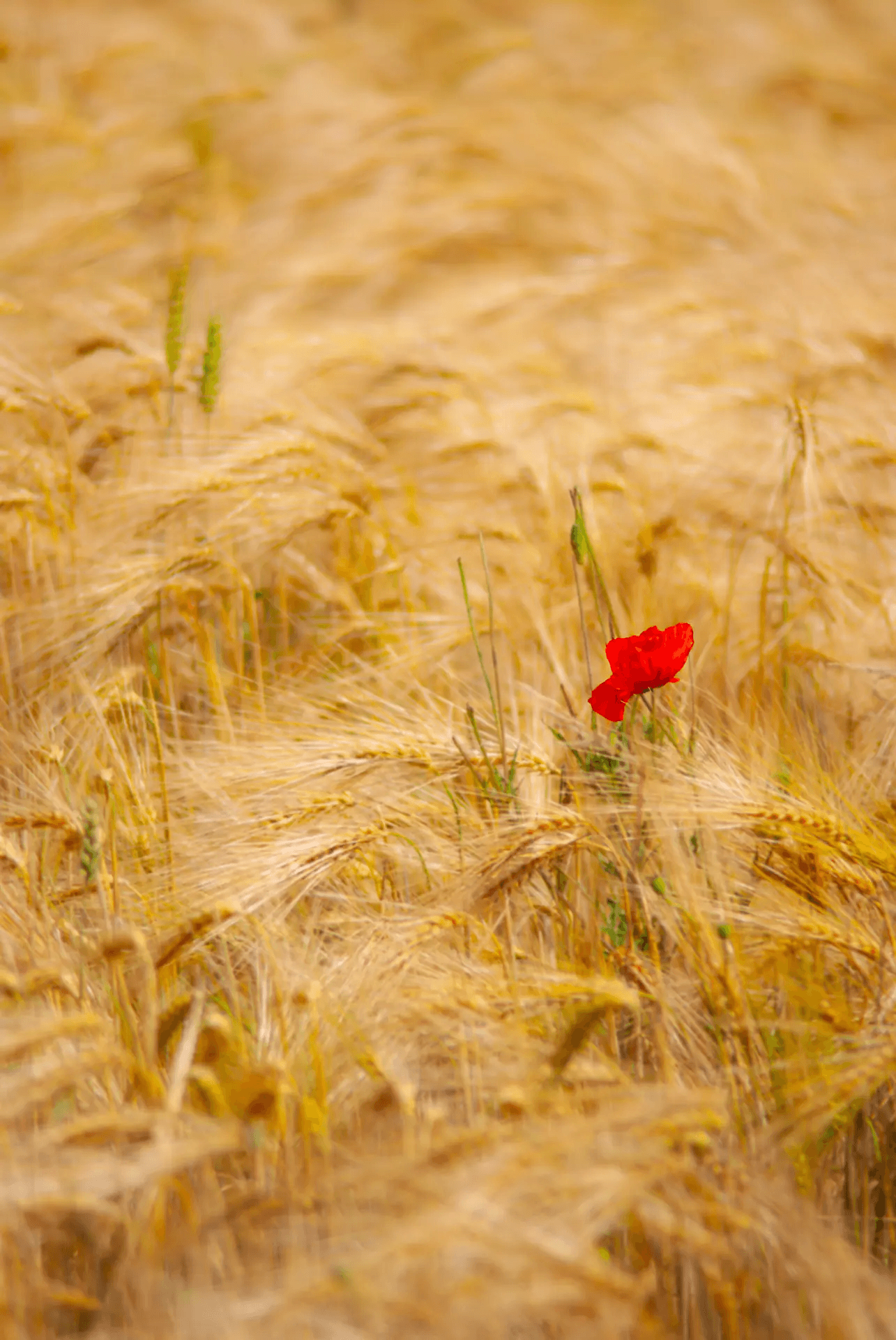 Close-up landscape photograph of a single red poppy flower blooming prominently in a field of golden grain. The poppy's vibrant red petals sharply contrast with the surrounding warm yellow and brown hues of the wheat field. Soft, natural light and a sense of peaceful solitude. Focus on a single poppy, field of grain, vivid color contrast, natural beauty.