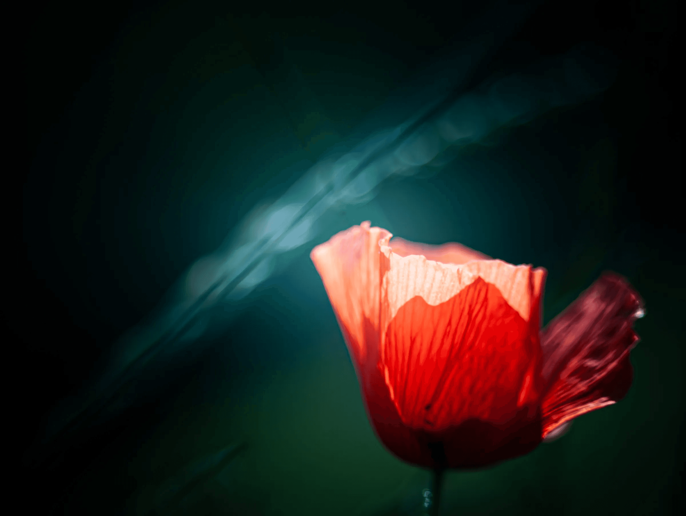 Color photograph of a single red poppy flower illuminated against a dark, blurred background with diagonal light streaks. Captured June 14, 2011.