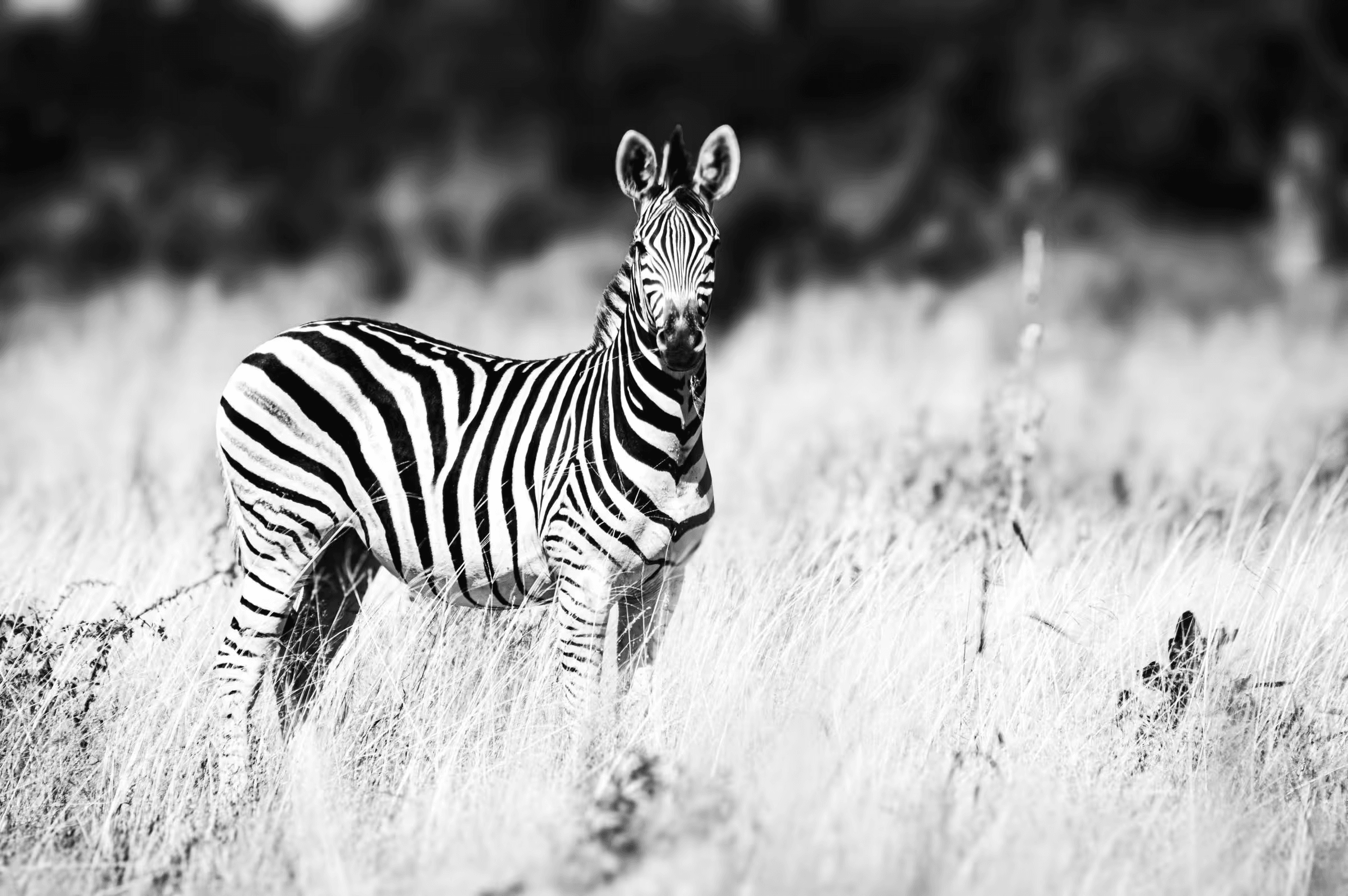 Black and white wildlife photograph of a single zebra looking directly at the camera. The zebra stands in a grassy field, its distinctive black and white stripes sharply defined in monochrome. The background is intentionally blurred to emphasize the zebra as the central subject. Striking animal portrait in black and white.