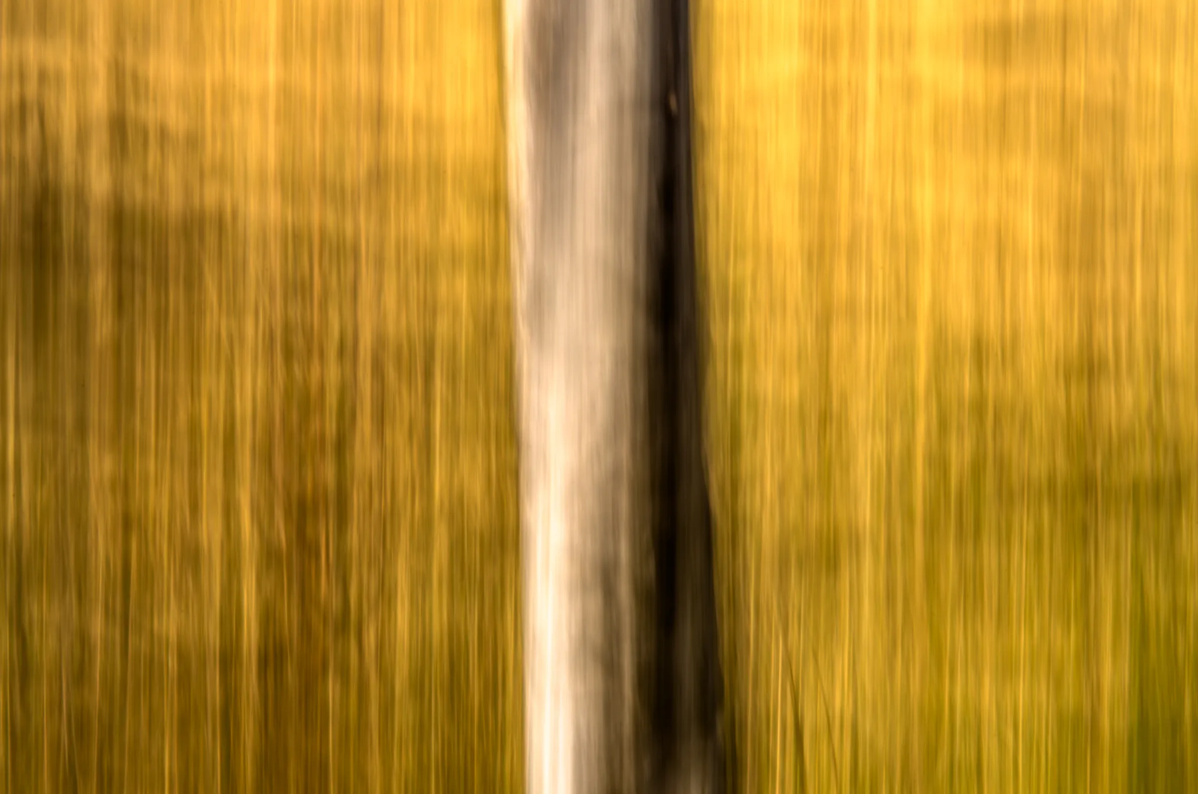 Abstract color photograph created with intentional camera movement (vertical panning), showing a blurred tree trunk against a background of golden yellow and green vertical streaks.