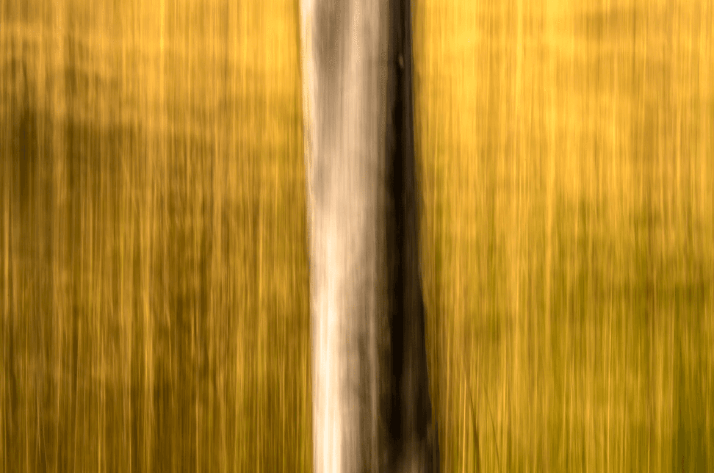 Abstract color photograph created with intentional camera movement (vertical panning), showing a blurred tree trunk against a background of golden yellow and green vertical streaks.