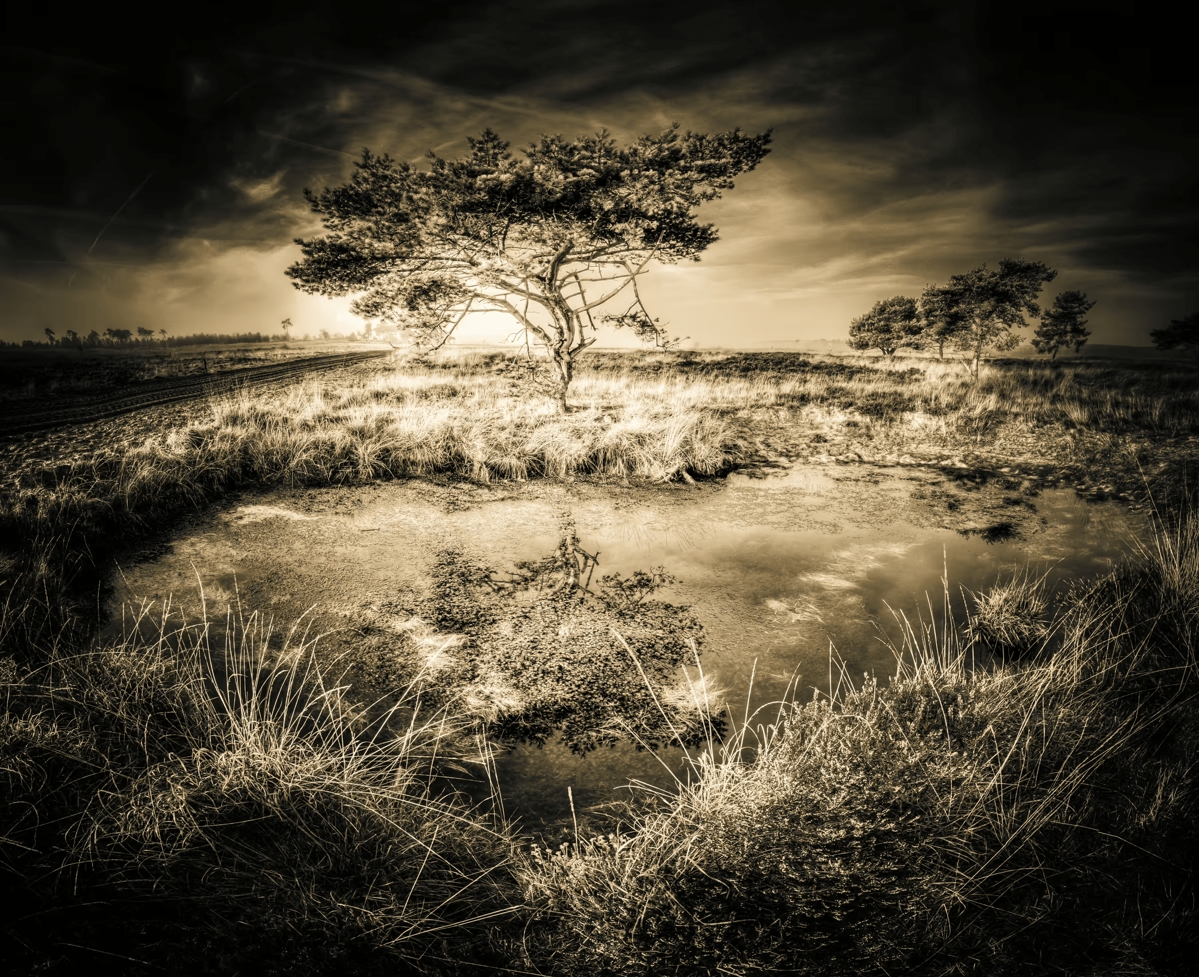 Monochrome landscape photograph featuring a solitary tree and its reflection in still water. The tree and its mirror image dominate the scene, set against a dramatic, cloudy sky rendered in shades of grey.  Grassy foreground and blurred background enhance the focus on the tree and reflection. Evocative black and white nature photography, tree reflection, monochrome landscape.