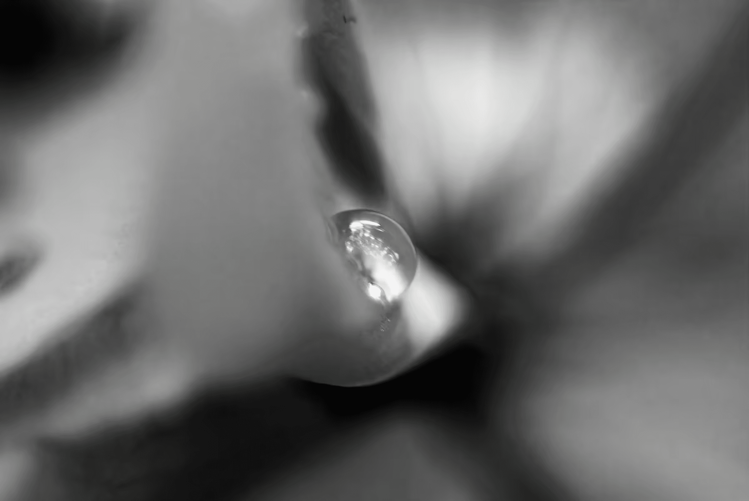Black and white macro photograph of a water droplet clinging to a plant. The droplet is in sharp focus, reflecting light and surrounding forms in monochrome tones.