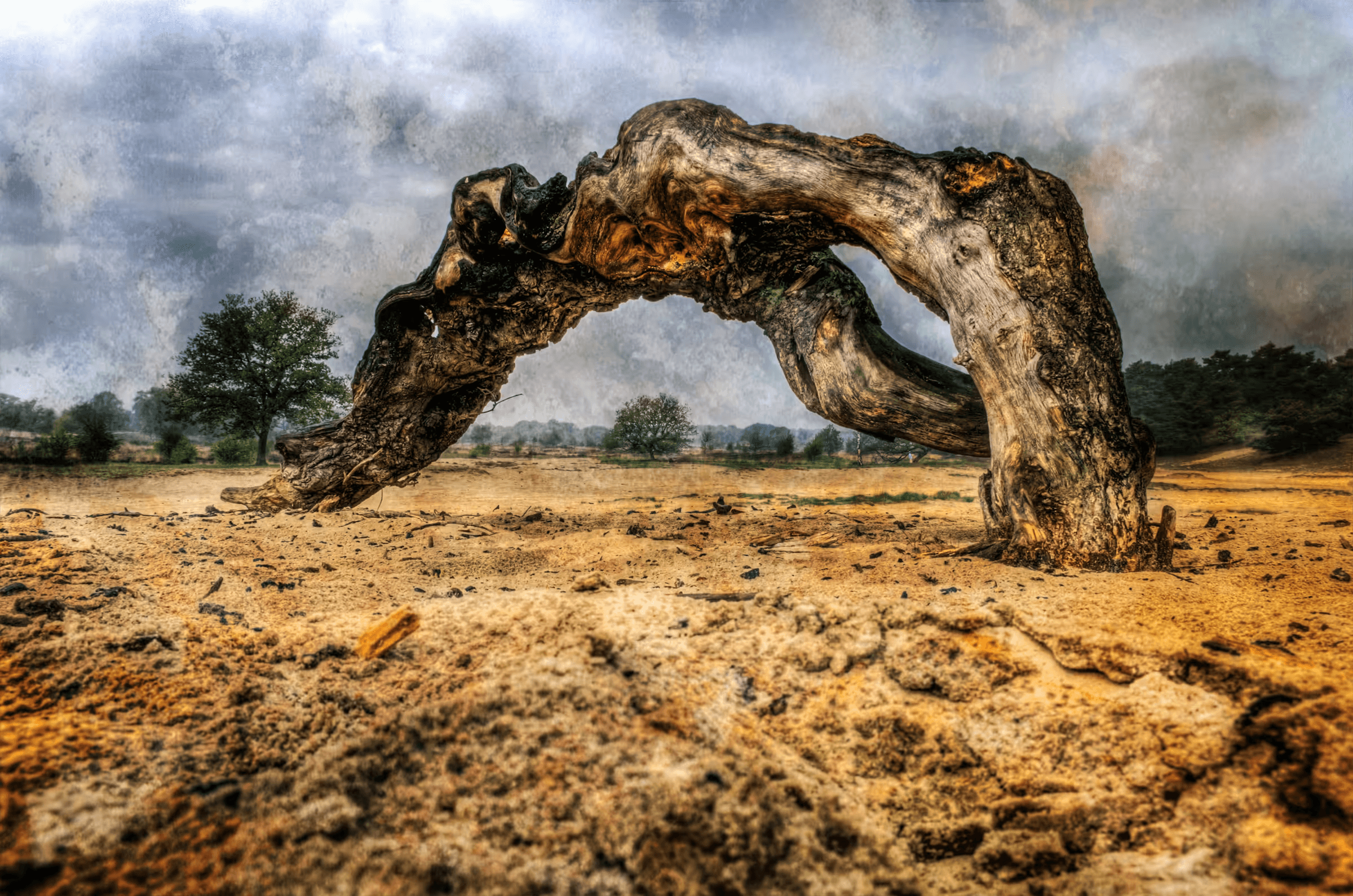 Landscape photograph of a weathered, arch-shaped tree trunk. The tree, with its gnarled branches forming a natural archway, dominates the foreground. Textured sandy ground and a cloudy sky complete the scene. Weathered nature, arch tree, unique tree form, landscape photography.