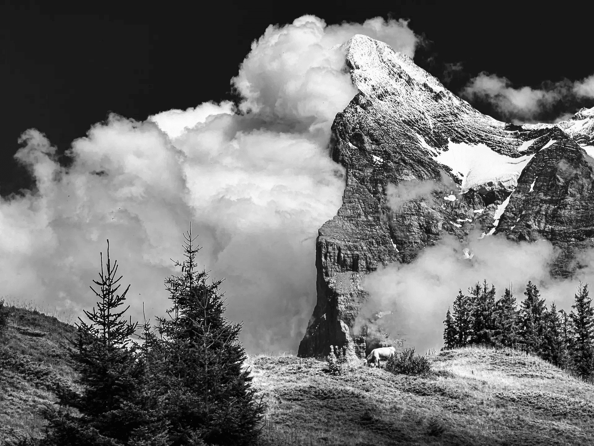 A dramatic black and white landscape photograph of the Eiger mountain in the Swiss Alps. The imposing North Face of the Eiger dominates the right side of the frame, its rocky cliffs and snow patches sharply contrasted in monochrome.  Thick, billowing clouds partially obscure the upper portion of the mountain, creating a sense of mystery and grandeur. In the foreground, pine trees and grassy slopes add depth to the scene, emphasizing the scale of the mountain and the wild beauty of the Alpine landscape.