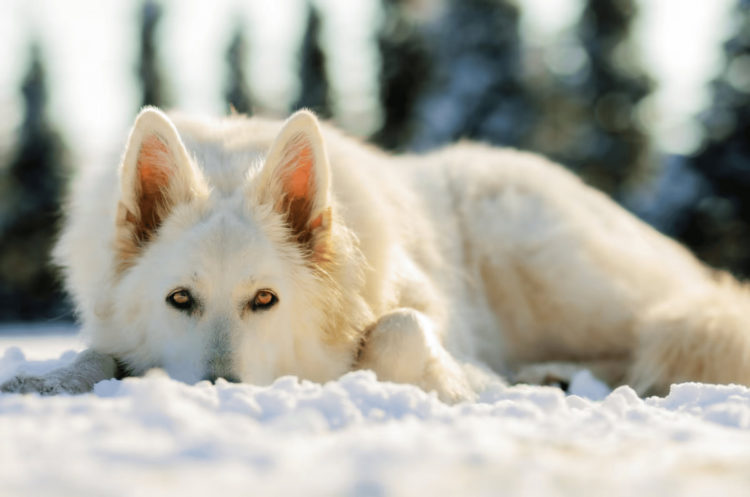 White Swiss Shepherd resting in snow and looking directly at the viewer.