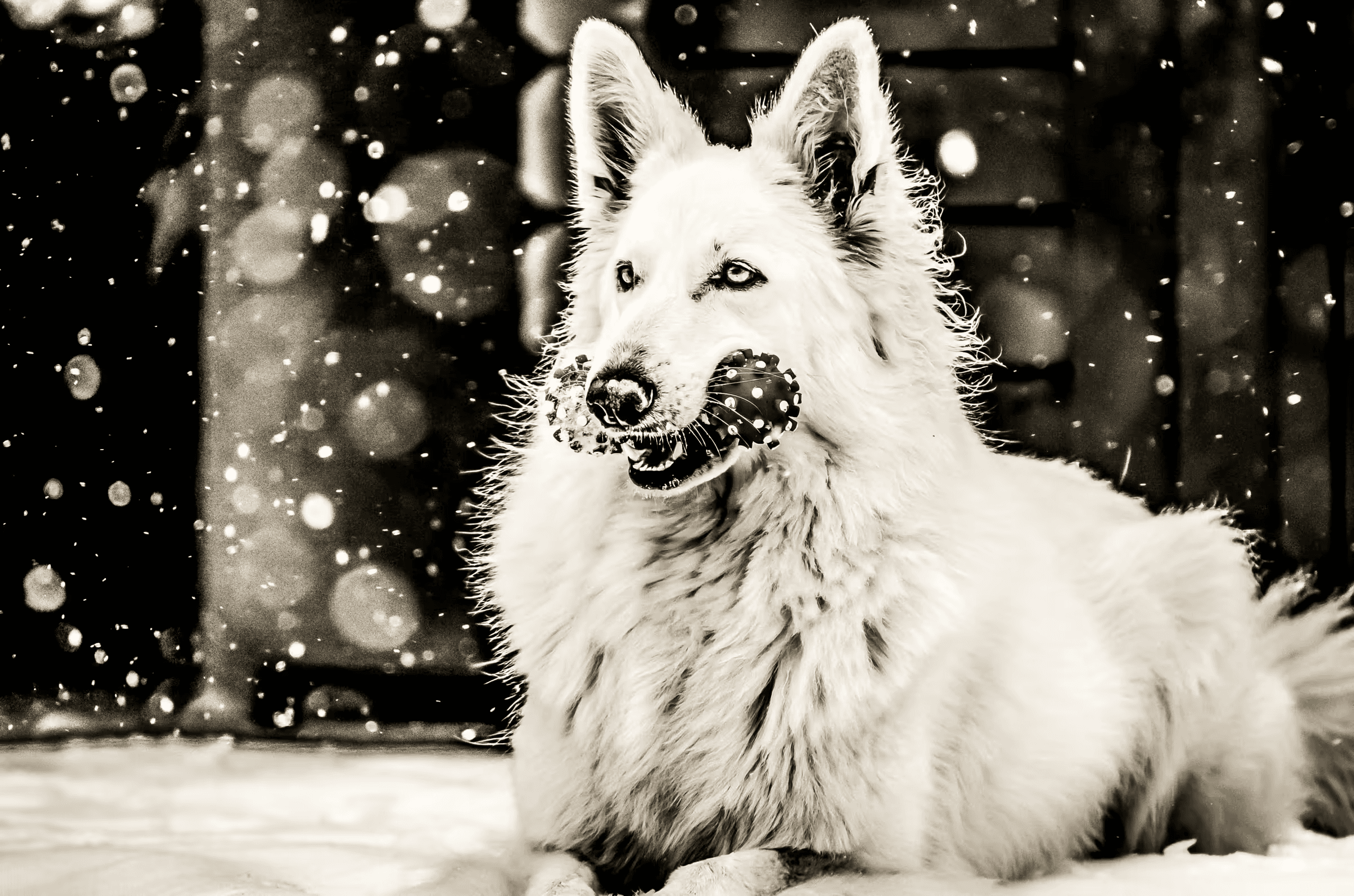 Black and white portrait photograph of a White Swiss Shepherd Dog playing in the snow. The dog, with thick white fur, holds a spotted toy in its mouth and looks towards the viewer.