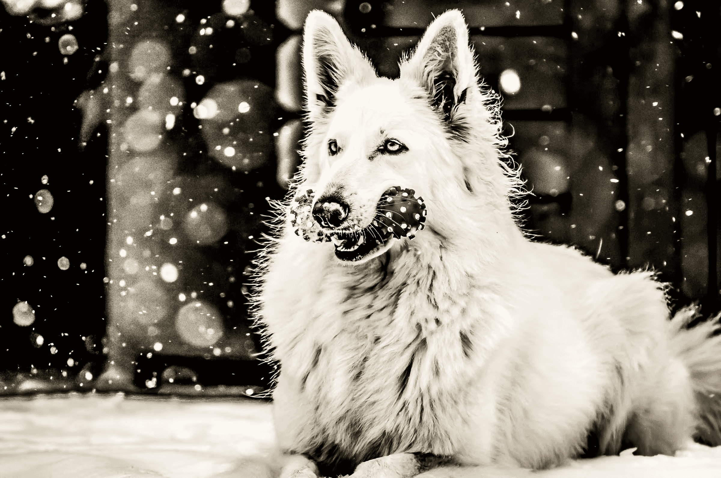 Black and white portrait photograph of a White Swiss Shepherd Dog playing in the snow. The dog, with thick white fur, holds a spotted toy in its mouth and looks towards the viewer.