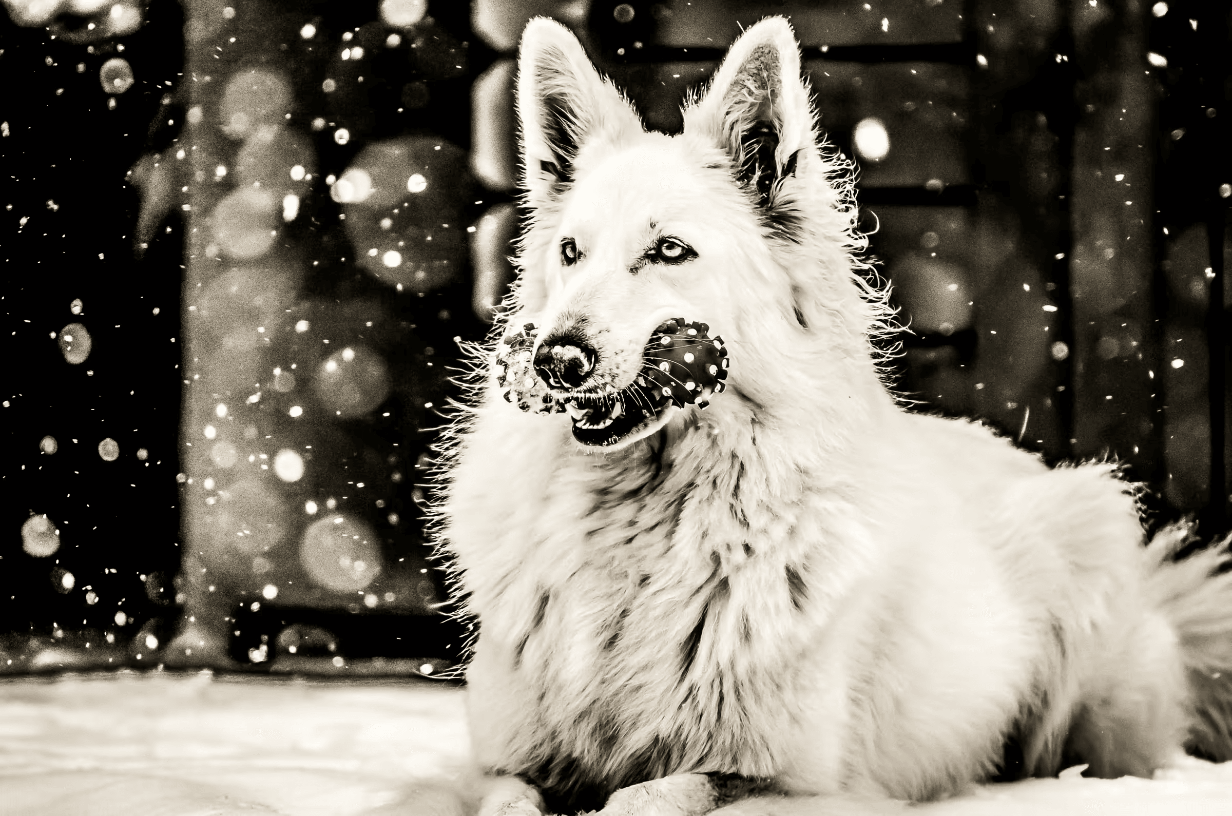 Black and white portrait photograph of a White Swiss Shepherd Dog playing in the snow. The dog, with thick white fur, holds a spotted toy in its mouth and looks towards the viewer. Soft snowflakes are visible in the foreground and background, creating a wintery atmosphere. Playful monochrome dog portrait, White Shepherd, snow, winter scene, pet photography, black and white.