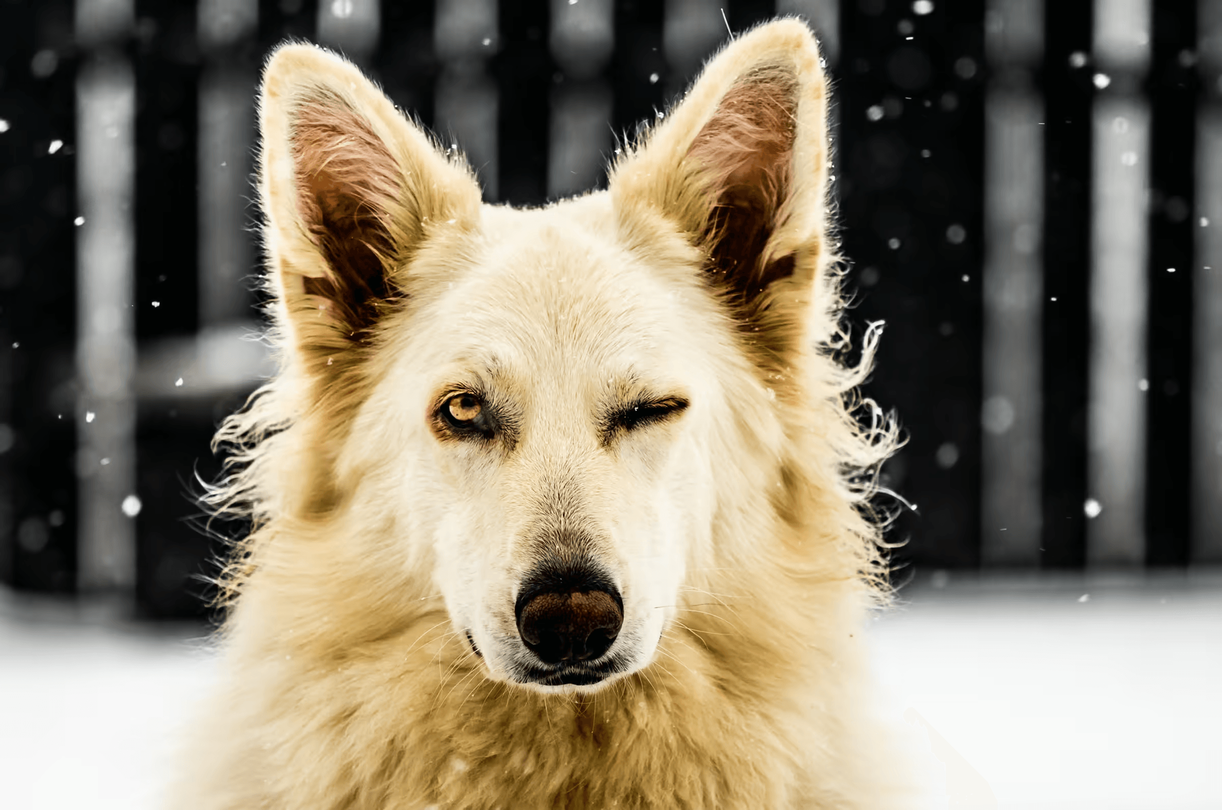 Portrait of a White Swiss Shepherd Dog playfully winking with one eye closed in a snowy winter scene. Soft snowflakes fall around the white furred dog. Charming and whimsical dog portrait. White Shepherd, snow, winking, winter, playful, pet photography.