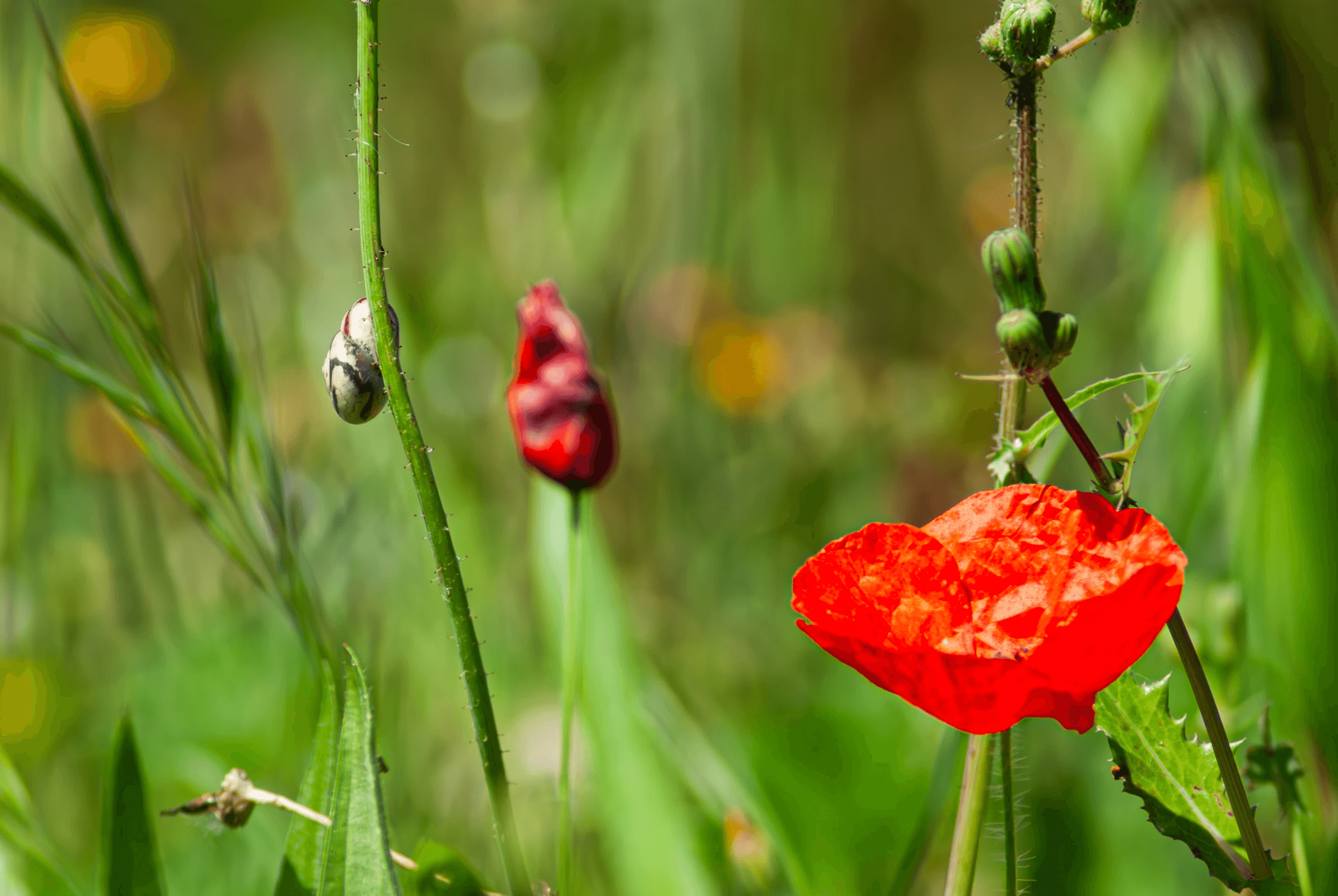 Color photograph of a wildflower meadow featuring a bright red poppy, a red flower bud, and a small snail on a stem amidst green grass and yellow flowers.