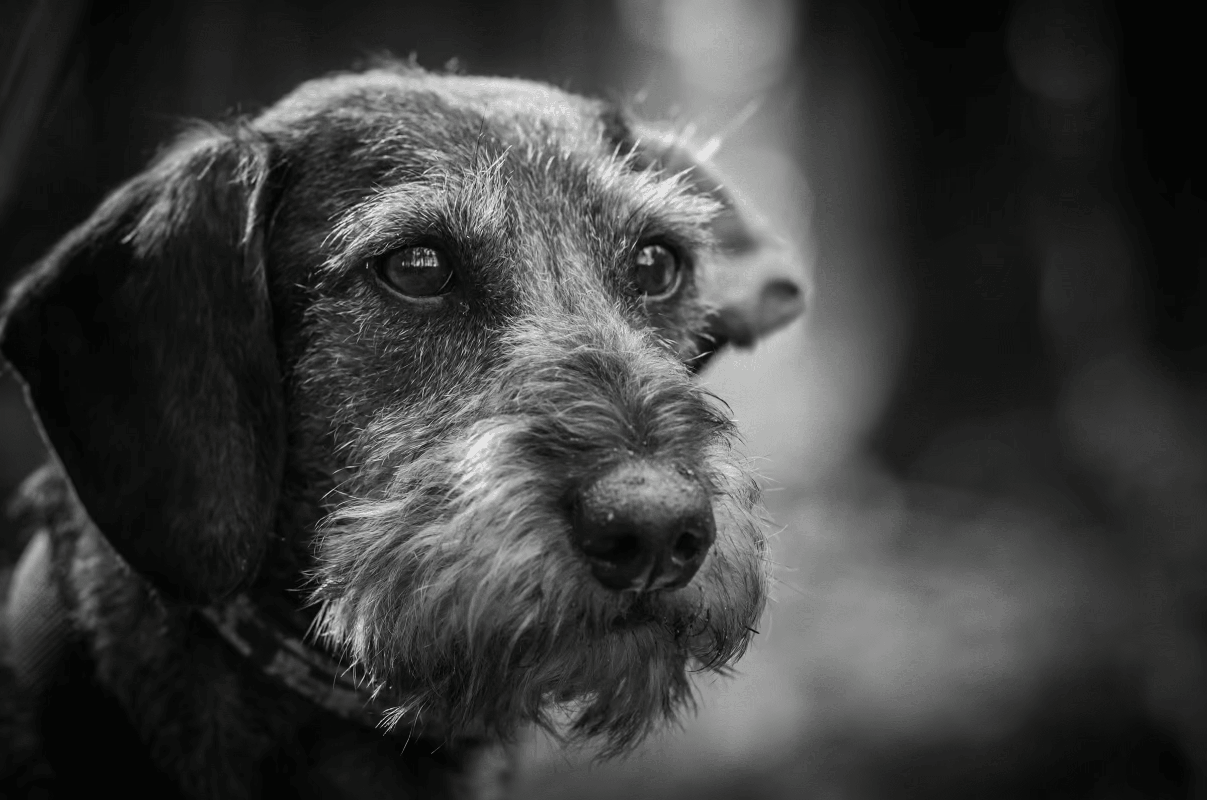 Black and white portrait photograph of a Wirehaired Dachshund dog. Close-up of the dog's head, with a focus on its expressive eyes and wiry fur. Monochrome dog portrait, Wirehaired Dachshund, pet photography, black and white animal portrait.