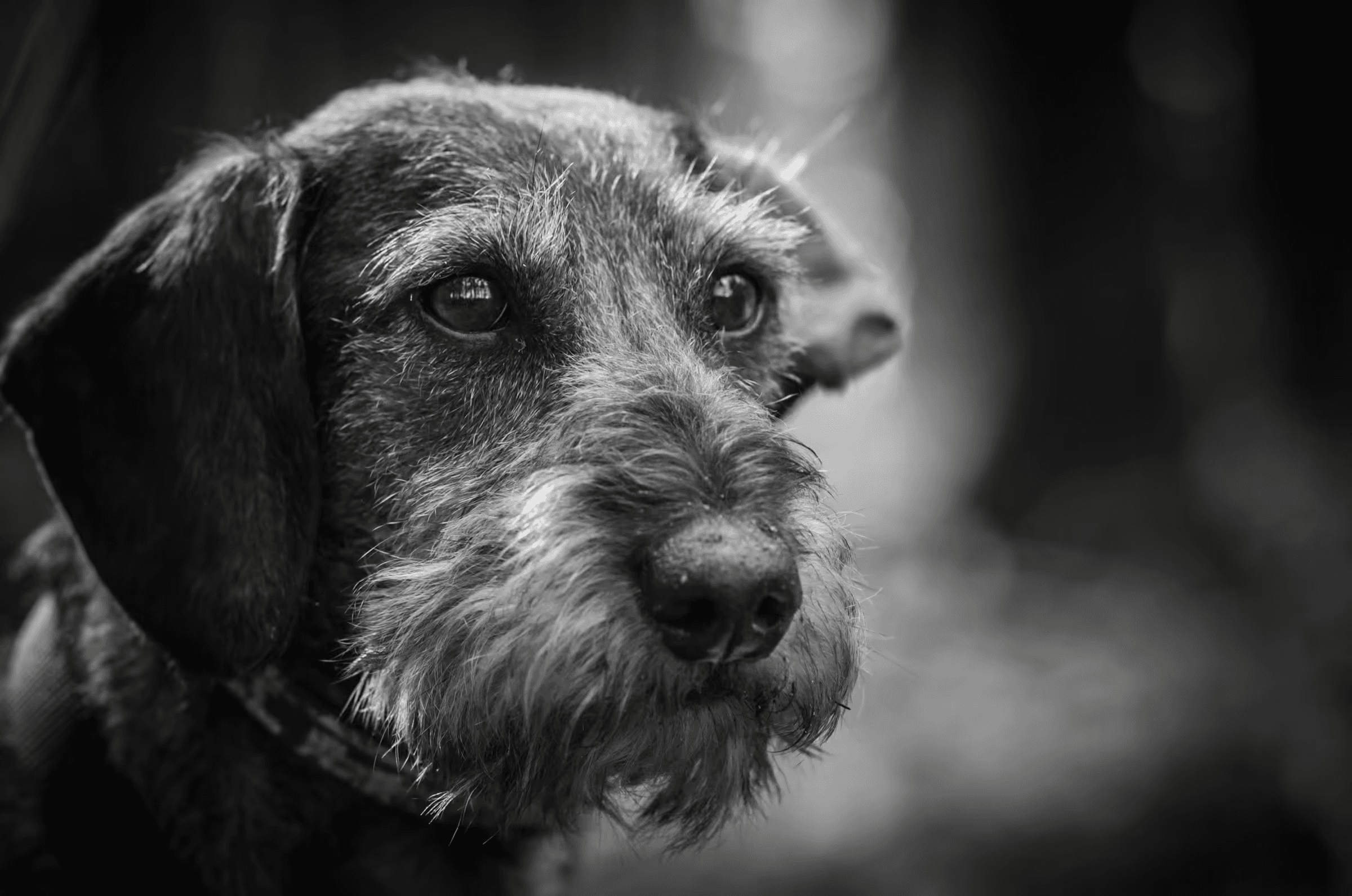 Wirehaired Gaze: Dachshund Portrait Wirehaired Gaze Dachshund Portrait in a quiet portrait in monochrome.